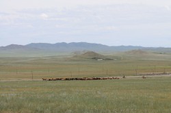 Mongolie 20160717 062236098 