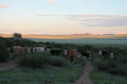 Mongolie 20160717 142152168 