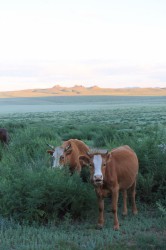 Mongolie 20160717 142210169 