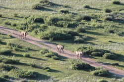 Mongolie 20160718 001521313 