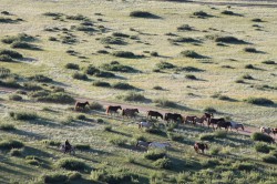 Mongolie 20160718 001528314 