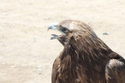 Mongolie 20160718 061107377 