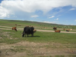 Mongolie 20160718 091251085 