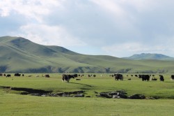 Mongolie 20160718 115643387   