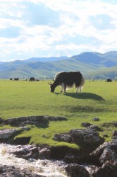 Mongolie 20160718 115725391   