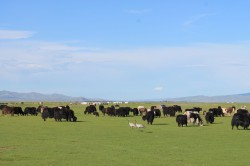 Mongolie 20160718 121946405   