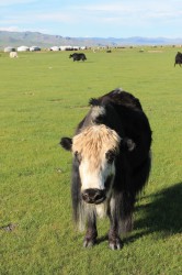 Mongolie 20160718 122115406   