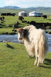Mongolie 20160718 122145408   