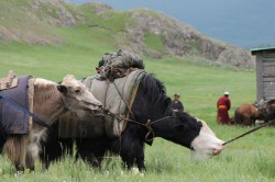 Mongolie 20160721 042151180 