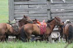 Mongolie 20160721 042221183 