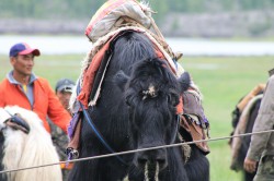 Mongolie 20160721 042323190 