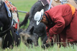 Mongolie 20160721 042335192 