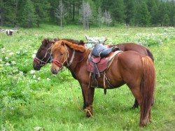 Mongolie 20160721 102047136 