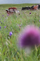 Mongolie 20160722 111839004