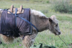 Mongolie 20160723 021414047