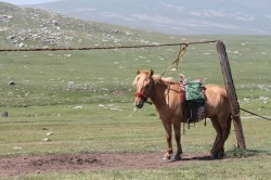 Mongolie 20160723 053435068
