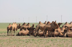 Mongolie 20160725 035423270