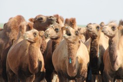 Mongolie 20160725 040324293