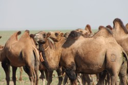 Mongolie 20160725 040427298