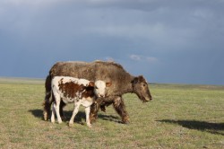 Mongolie 20160725 123618041