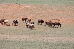 Mongolie 20160726 082623074