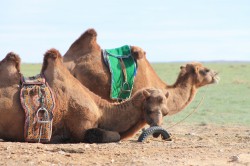 Mongolie 20160727 030017315