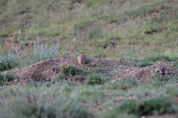 Mongolie 20160728 125541110