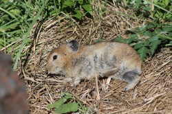 Mongolie 20160729 033605084